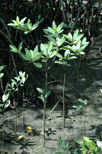 sungei_buloh_09