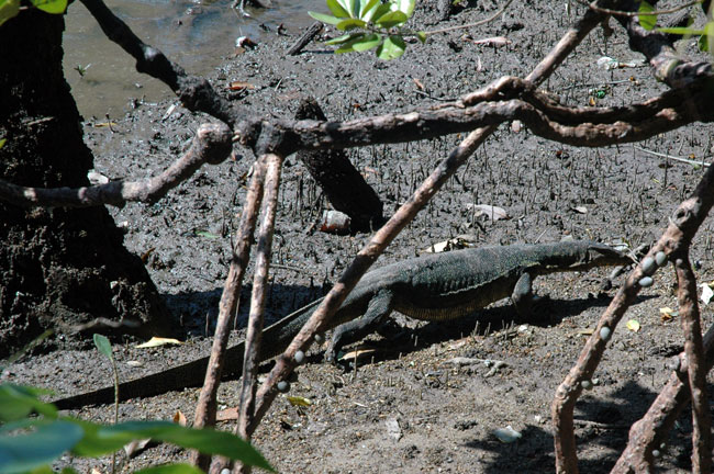 sungei_buloh_21