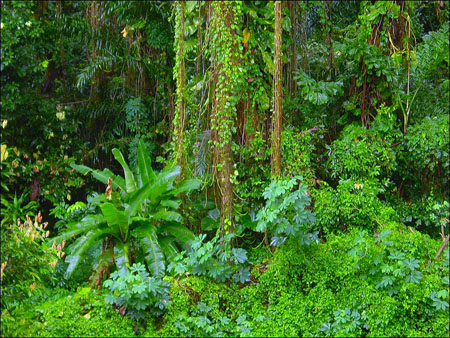 bukit_timah_2