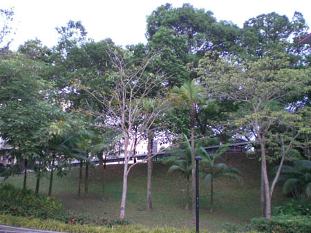 singapore_1007_12