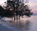 Mangroves by the shore