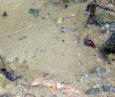 Can you spot the mudskipper?