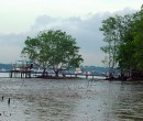 Mangrove trees at Pasir Ris