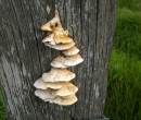 Fungi on a fence post Gerringong NSW