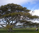 Darcy by the landmark tree