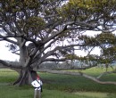 Darcy by the landmark tree