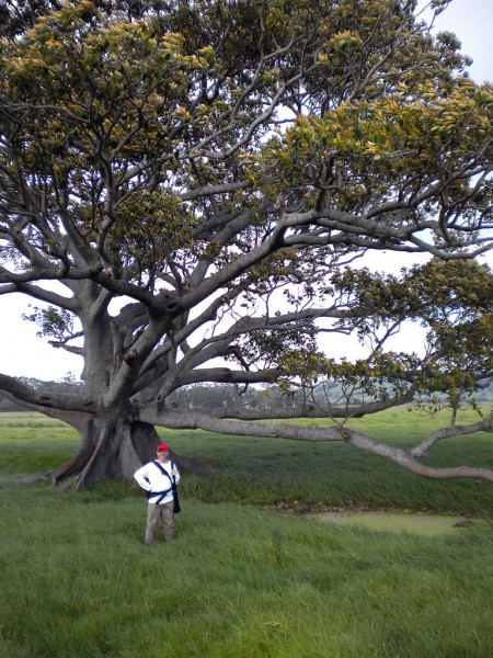 Darcy by the landmark tree