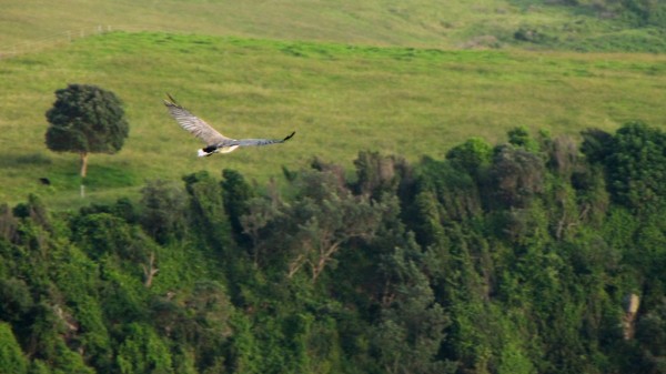 Sea-eagle Kiama NSW