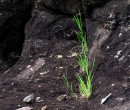 Green survivor Kiama NSW