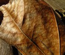 Autumn leaf