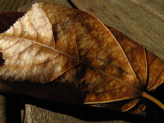 Autumn leaf