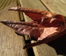 Autumn leaf