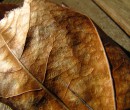 Autumn leaf