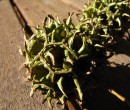 Seed pods