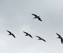 Five pelicans over Wollongong Harbour