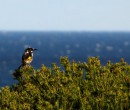 Honey-eater Royal National Park NSW