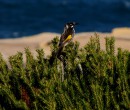 Honey-eater Royal National Park NSW