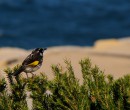 Honey-eater Royal National Park NSW