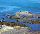 Rock platform near North Wollongong Beach NSW