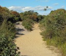 Track within the Royal National Park NSW