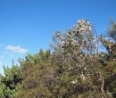 Track within the Royal National Park NSW