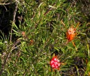 Track within the Royal National Park NSW