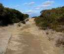 Track within the Royal National Park NSW