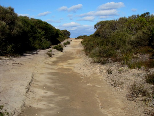 Track within the Royal National Park NSW