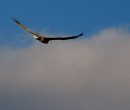 Sea Eagle Royal National Park NSW