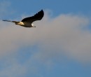 Sea Eagle Royal National Park NSW