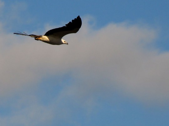 Sea Eagle Royal National Park NSW