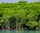 Mangroves Port Douglas Queensland