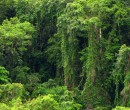 Tropical growth Queensland