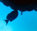 Agincourt Reef Great Barrier Reef Queensland