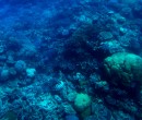 Agincourt Reef Great Barrier Reef Queensland