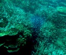 Agincourt Reef Great Barrier Reef Queensland