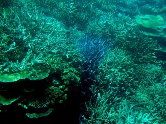 Agincourt Reef Great Barrier Reef Queensland