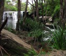 Nellies Glen in Budderoo National Park