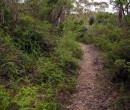 A track in Budderoo National Park