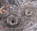 Ant mounds in Budderoo National Park