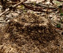 Ant mound in Budderoo National Park