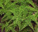 Ferns by the track in Budderoo National Park