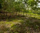 Countryside seen while riding through southern Johor, Malaysia