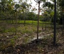 Countryside seen while riding through southern Johor, Malaysia