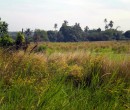 Countryside seen while riding through southern Johor, Malaysia