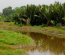 Local river seen while riding through southern Johor, Malaysia