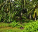 Palms seen while riding through southern Johor Malaysia