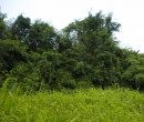 Thick vegetation on the island