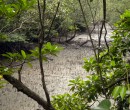 Mangrove streams