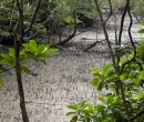 Mangrove streams